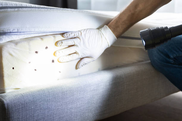 Wasp Removal Services in Welch, WV